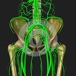 Nerves and hip bone